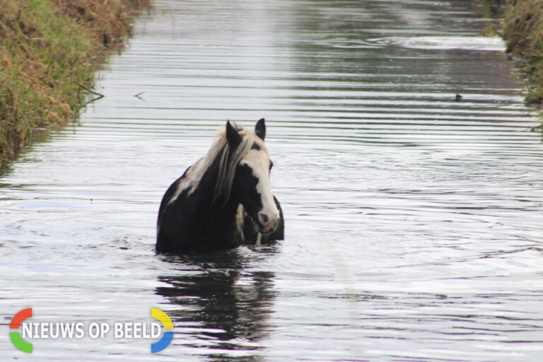 Paard raakt te water Gaddijk Hekelingen