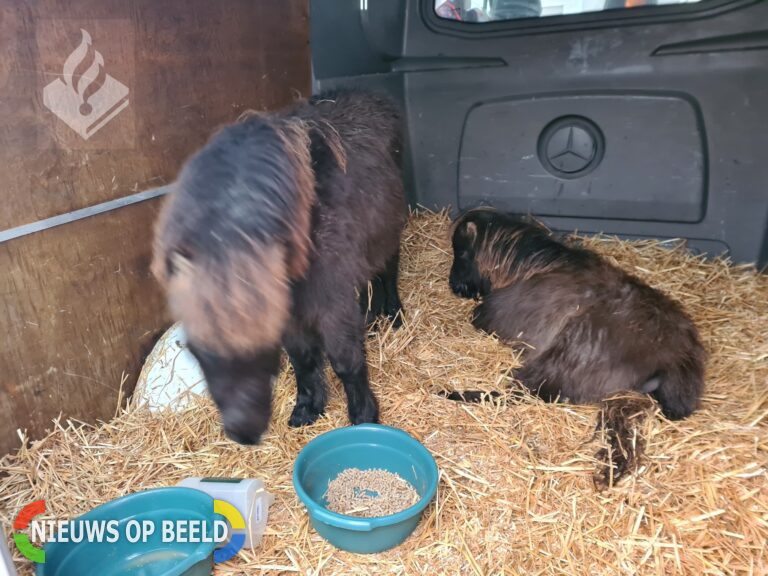 Autoverhuurder vindt pony’s in bestelbus