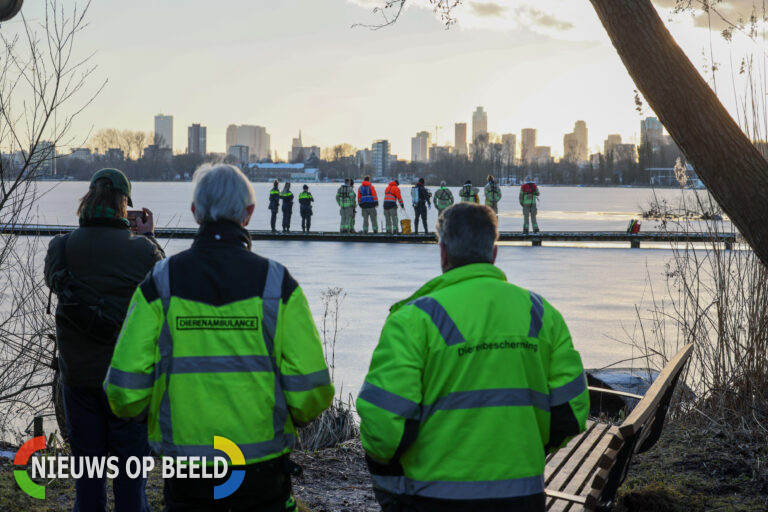 Brandweerduikers vinden te water geraakte hond onder het ijs in Kralingseplas Rotterdam