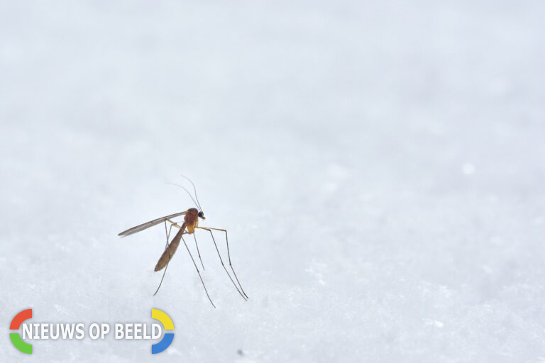 Maak van je huis een insectenvrije zone: 10 praktische tips