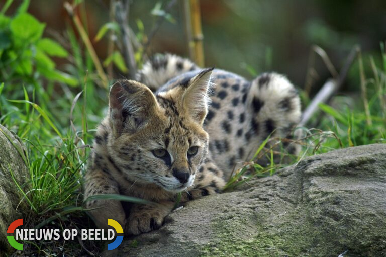 Ontsnapte serval opnieuw gespot in woonwijk Spijkenisse