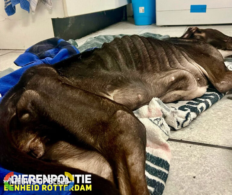 Twee verwaarloosde honden aangetroffen na melding dierenarts, één hond ingeslapen