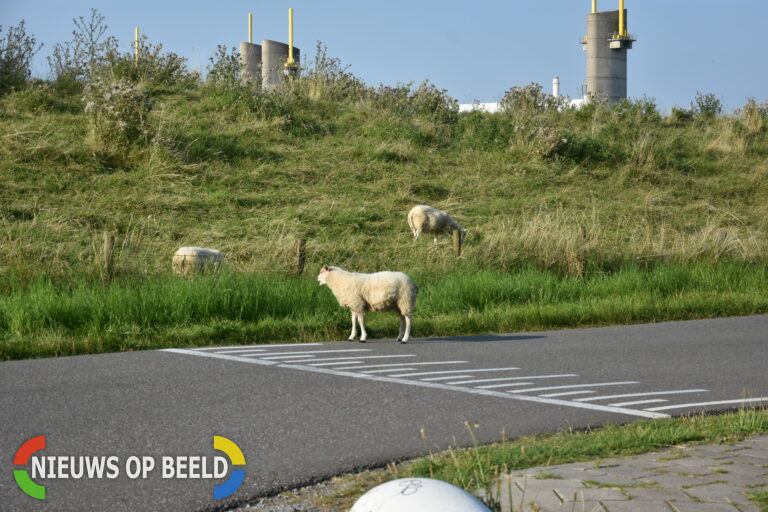 Schaap ontsnapt uit weide, loopt even rond springt en weer terug de weide in Markenburgweg Spijkenisse