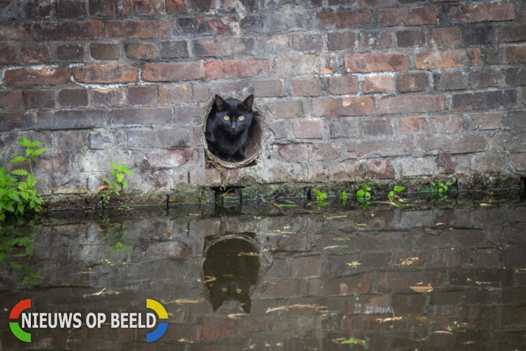 Brandweer probeert kat uit gat in kademuur te redden Westhaven Gouda