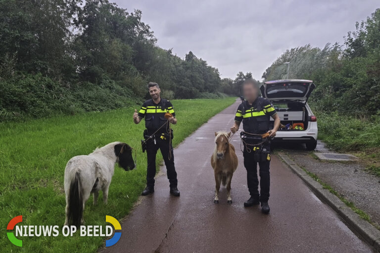 Wijkagenten vangen ontsnapte pony’s in het Schollebos Capelle aan den IJssel