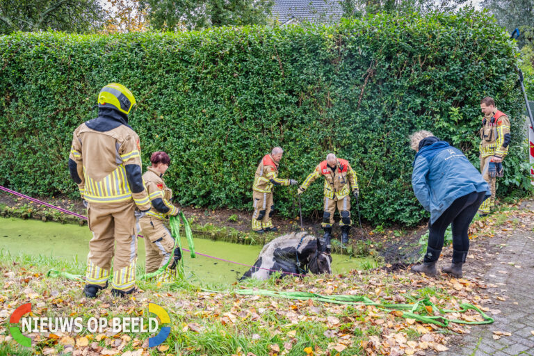 Paard schrikt en springt de sloot in Wollefoppenweg Rotterdam-Nesselande (video)