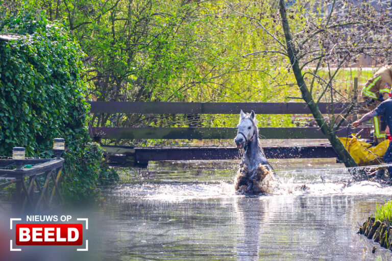 Twee paarden uit sloot gered ‘s-Gravenweg Capelle aan den IJssel