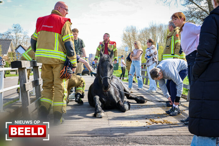 Paard zakt deels door brug op de Hoeksekade in Bergschenhoek