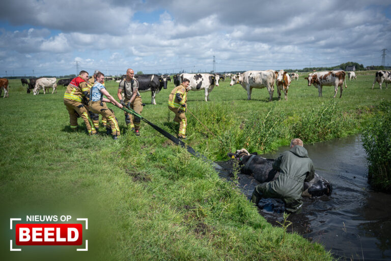 Koe na avontuur in sloot weer op het droge Nieuwe Veerdam Simonshaven