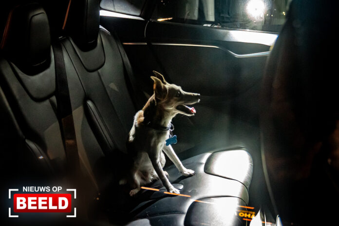 Hond urenlang opgesloten in auto bij Ahoy Ahoyplein Rotterdam